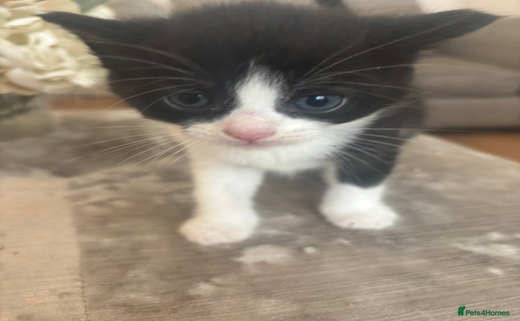 Mixed Breed cats for sale - Advert 1