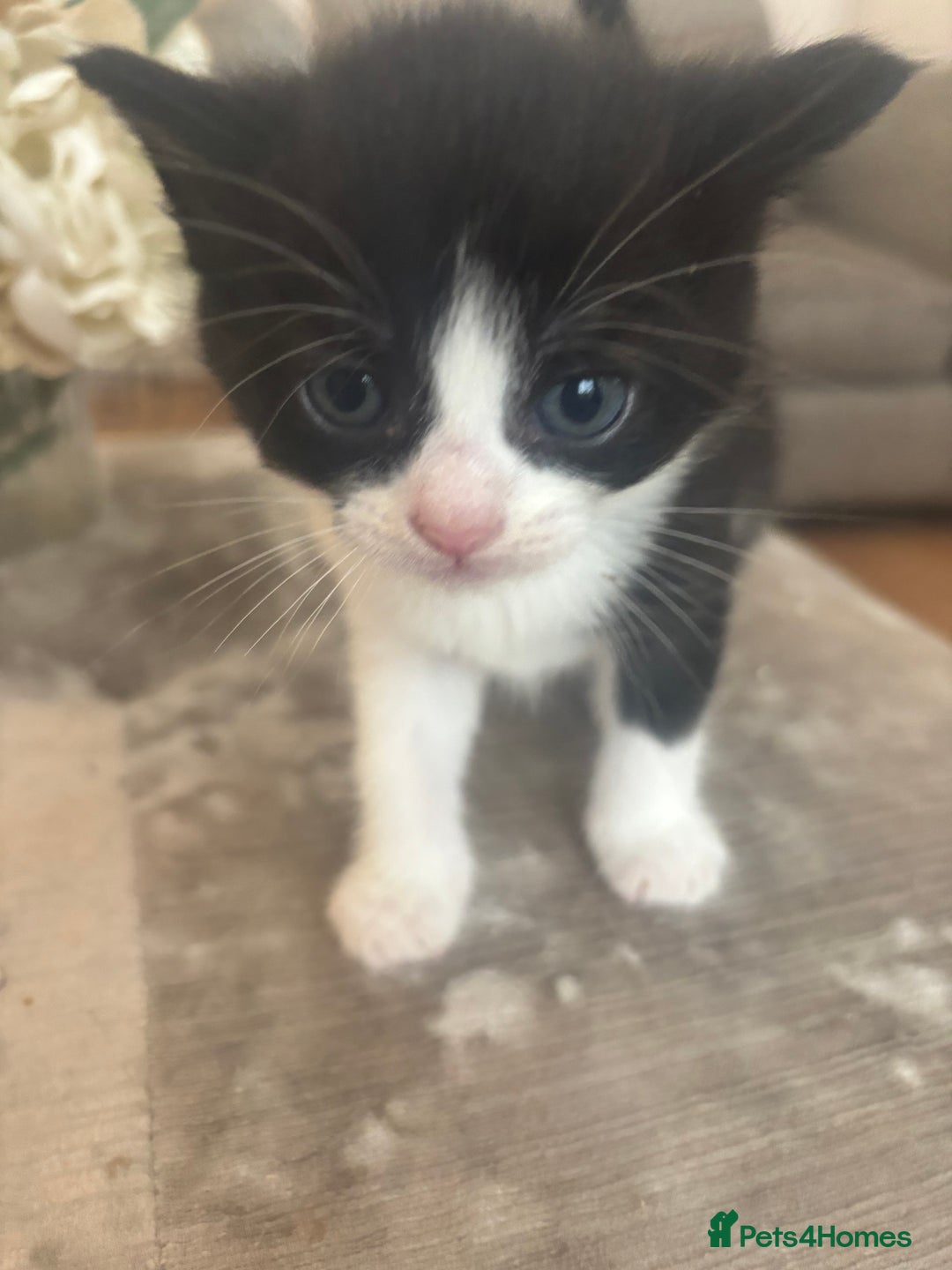 Mixed Breed cats for sale: Beautiful kittens looking for forever home  - Image 2