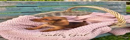 Miniature Dachshund dogs for sale: Miniature Dachshund Boys and Girl - Advert 22