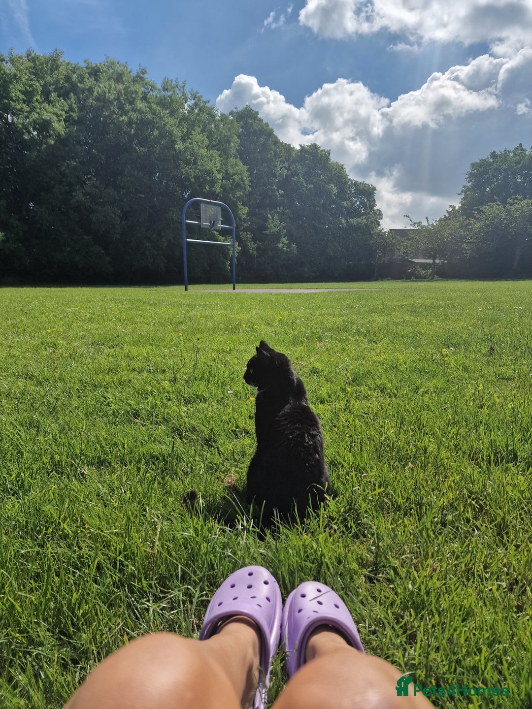 Mixed Breed cats for sale: Adult female cat looking for a loving home - Advert 3