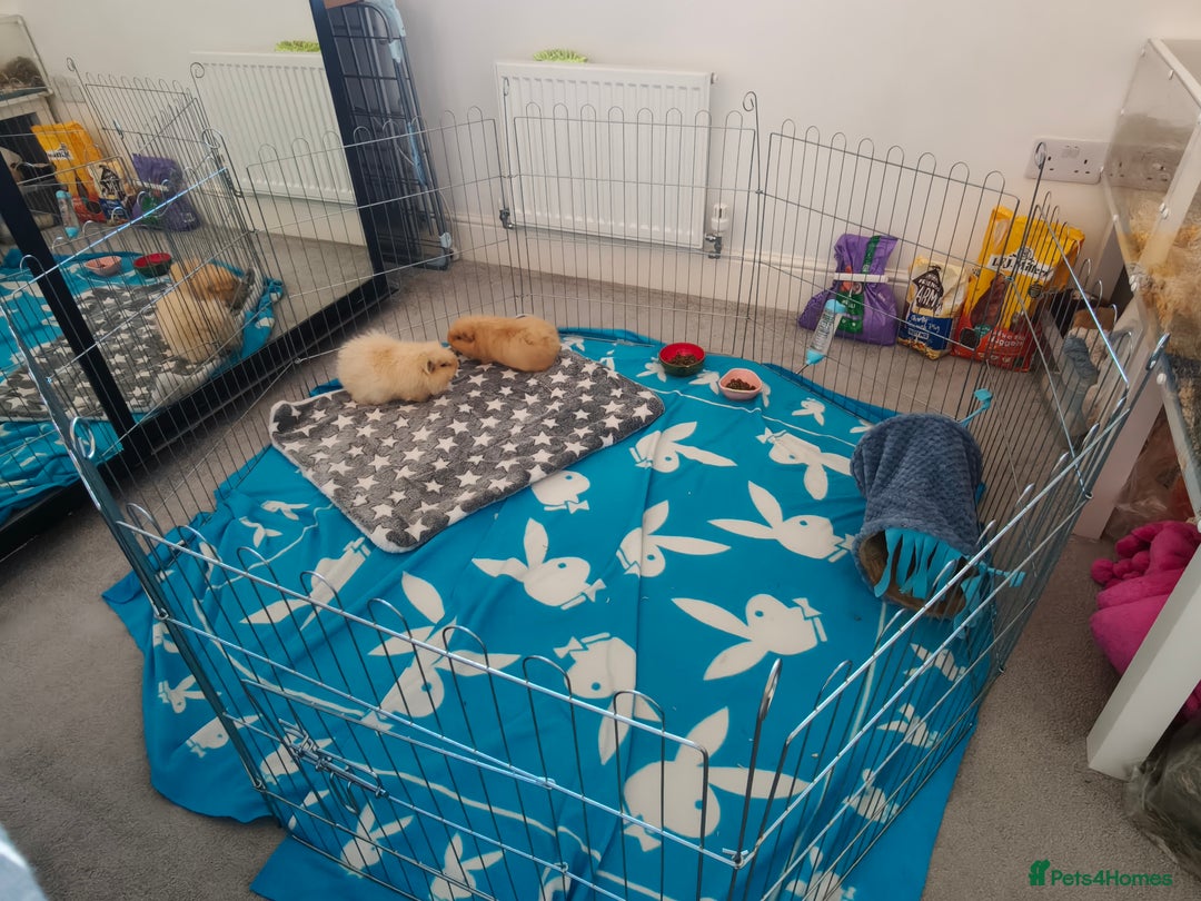 Guinea Pig rodents for sale: Two 1 years old boys - Advert 5