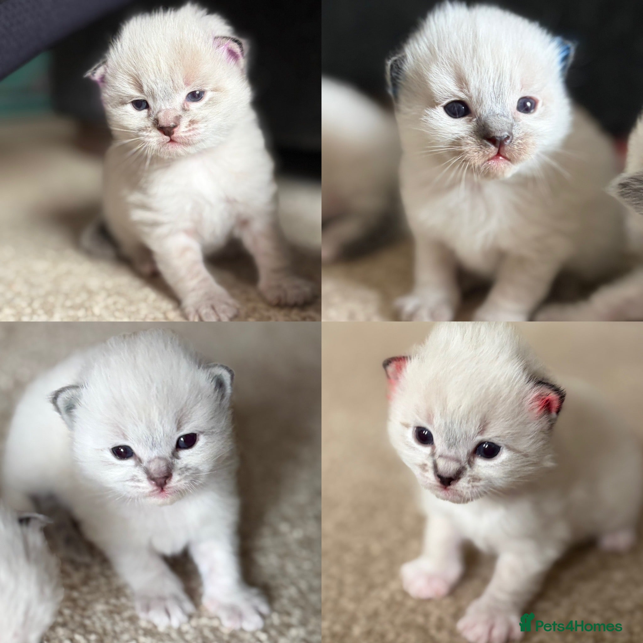 Ragdoll cats Gorgeous ragdoll kittens - Advert 4