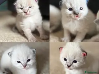 Ragdoll cats Gorgeous ragdoll kittens - Advert 4