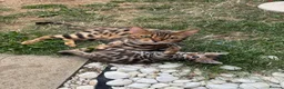 Bengal cats for sale: Bengal Kitten Boy in Northampton - Advert 9