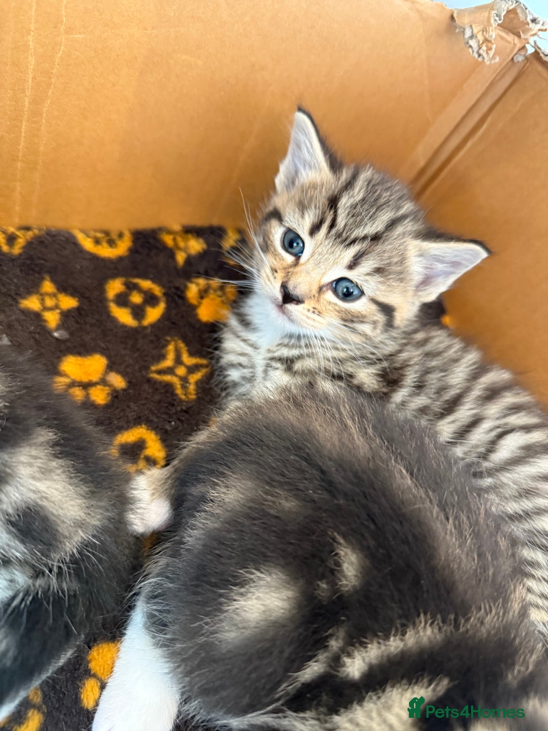 Mixed Breed cats for sale: Mixed Breed Grey and Tabby Kittens - Image 15