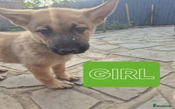 German Shepherd dogs for sale: Only 1 female GSD puppy left, ready to go. - Image 2