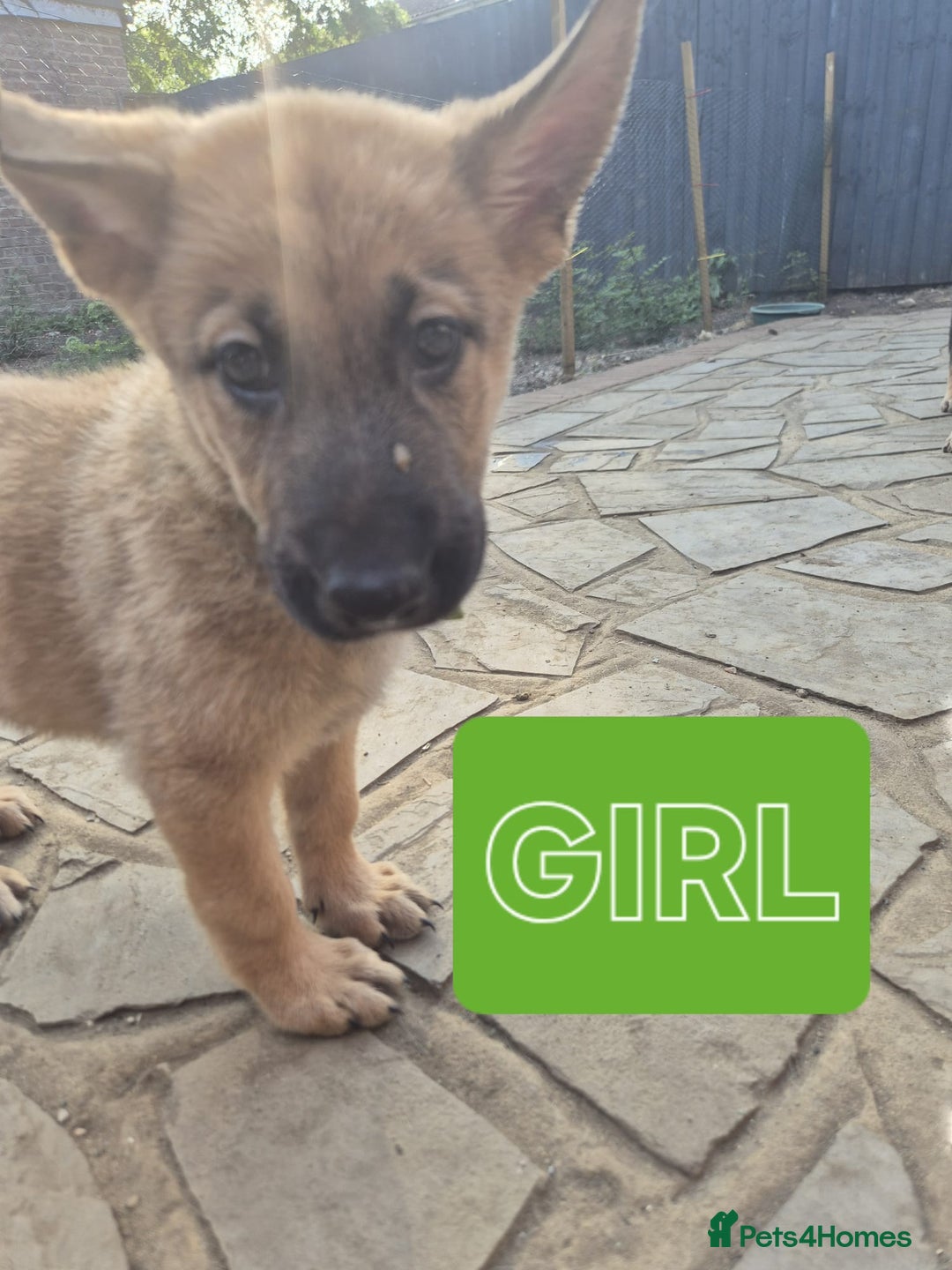 German Shepherd dogs for sale: Only 1 female GSD puppy left, ready to go. - Image 2