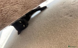 Domestic Shorthair cats for sale: Beautiful Family Black Cat - Image 1