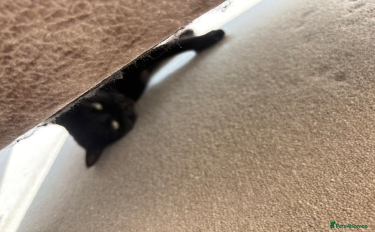 Domestic Shorthair cats - Advert 13