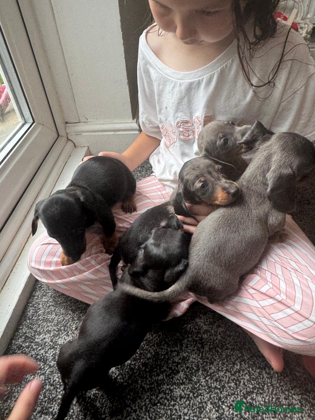 Dachshund dogs for sale: Miniature dachshunds ready now 💗 - Image 10
