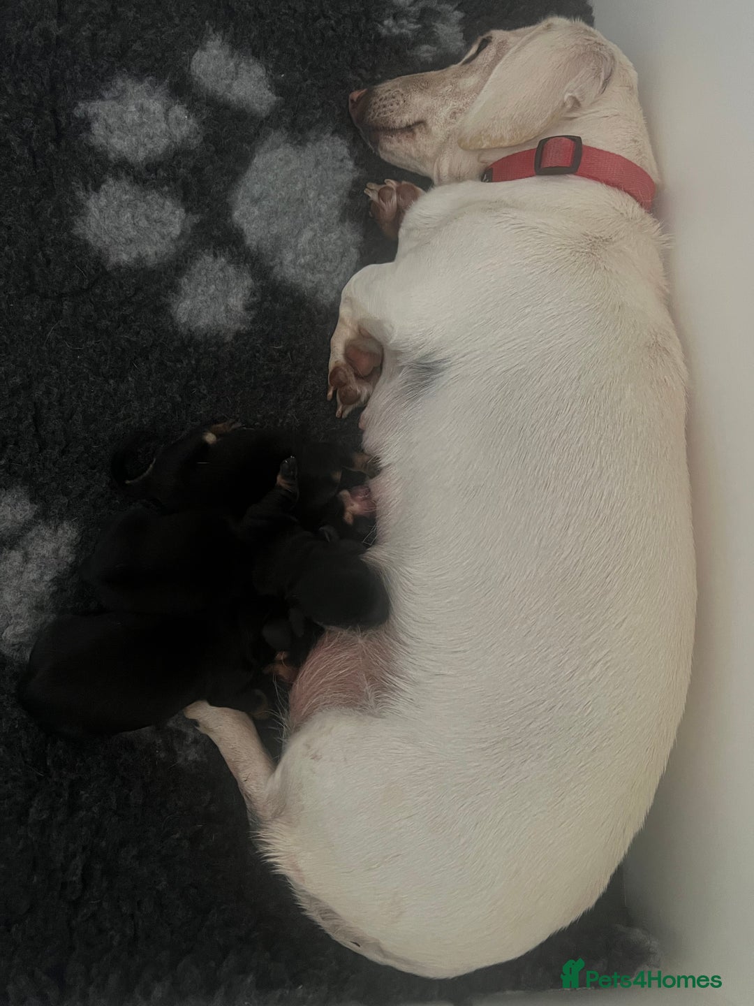Miniature Dachshund dogs for sale: Stunning miniature dachshund  - Image 10