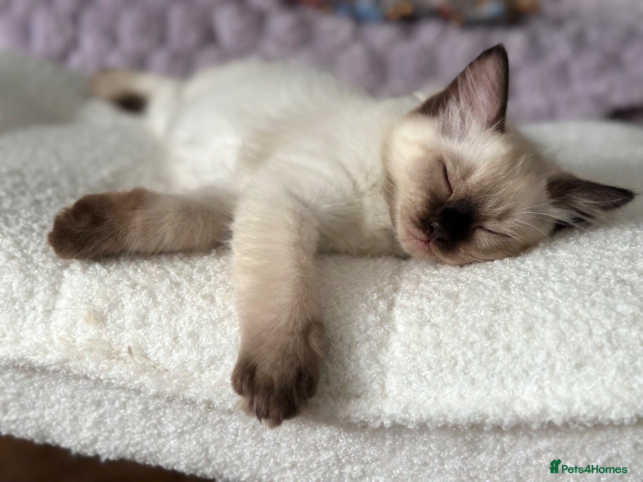 Ragdoll cats READY NOW! LAST Adorable Seal Point Ragdoll 💙 - Advert 18