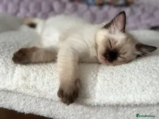 Ragdoll cats READY NOW! LAST Adorable Seal Point Ragdoll 💙 - Advert 18