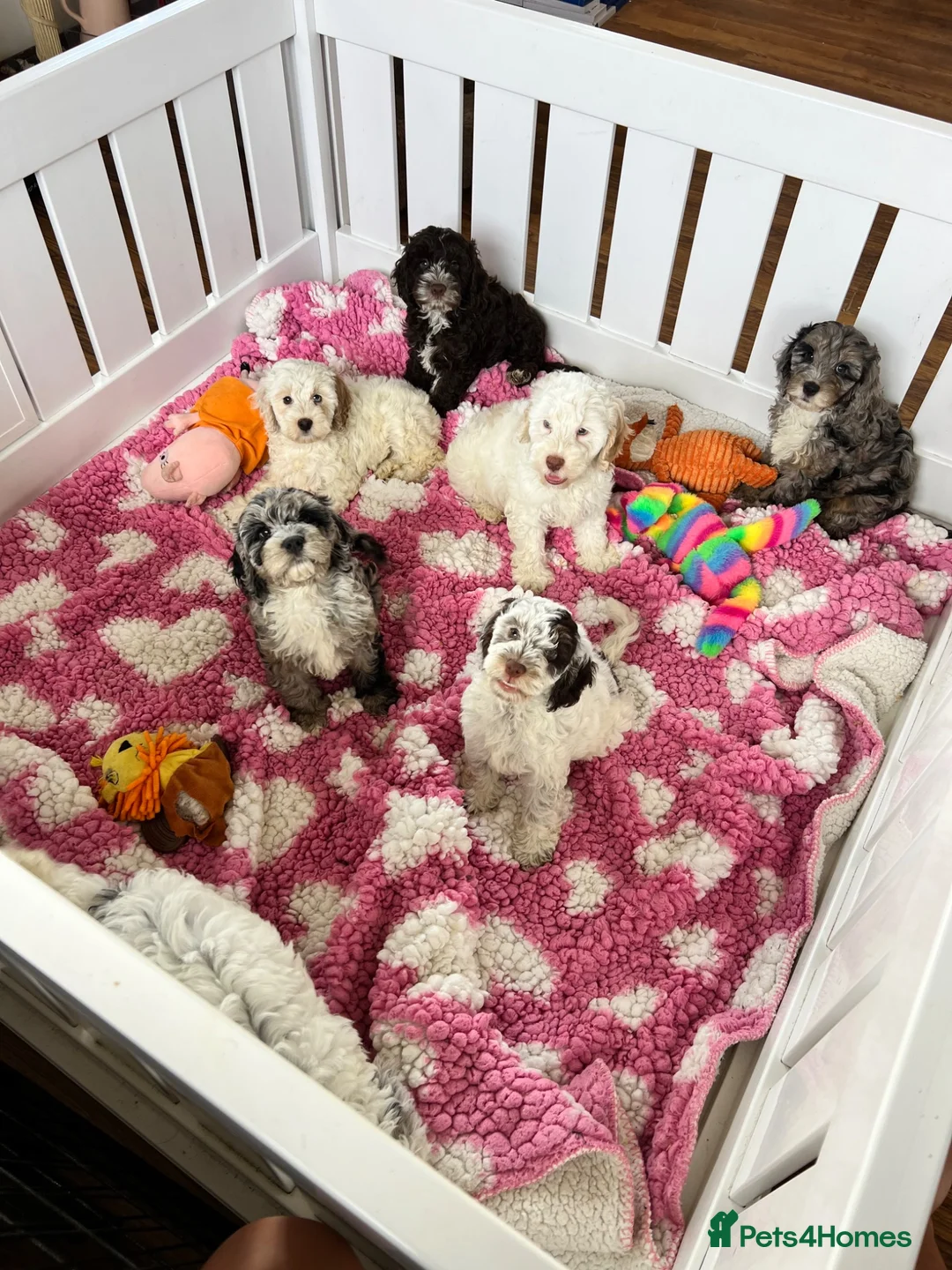 Cockapoo dogs for sale: F1 cockapoo puppies  - Advert 1