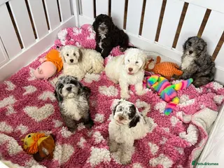 Cockapoo dogs F1 cockapoo puppies - Advert 1