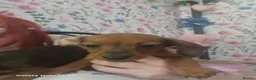 Dachshund dogs for sale: Minature daschund beautiful puppies - Advert 6