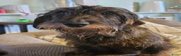 Dachshund dogs for sale: WIRE HAIRED STANDARD DACHSHUNDS  - Advert 12