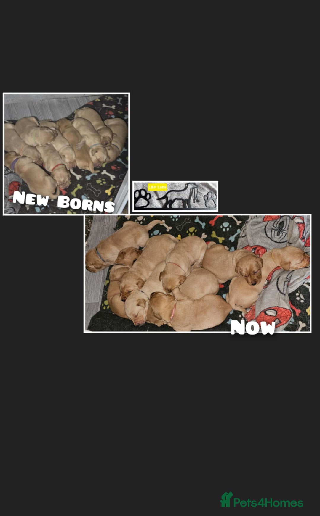 Labrador Retriever dogs for sale: Working lab pups - Image 9