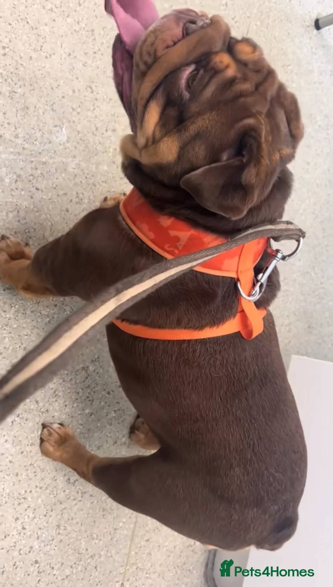 English Bulldog dogs for sale: breeding bitch great lines nearly ready in season  - Advert 5