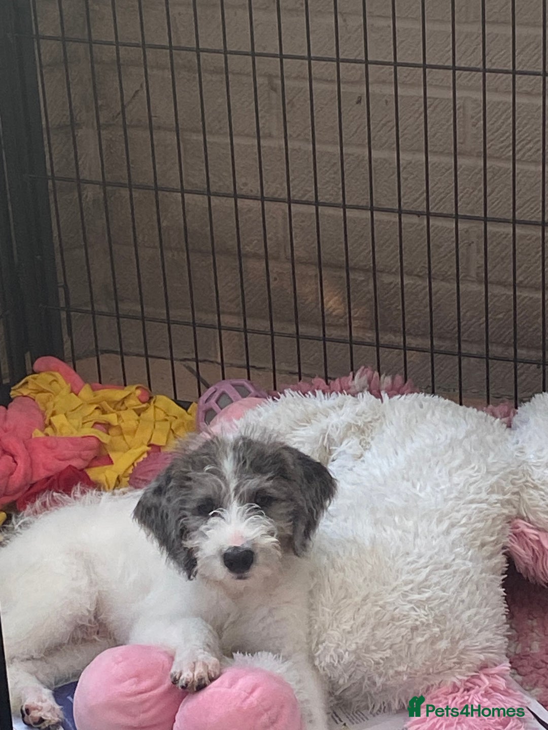 Mixed Breed dogs for sale: Beautiful poodle cross puppies - Image 1