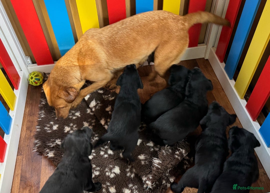 Labrador Retriever dogs for sale: 4 adorable black Labrador puppies - Image 1