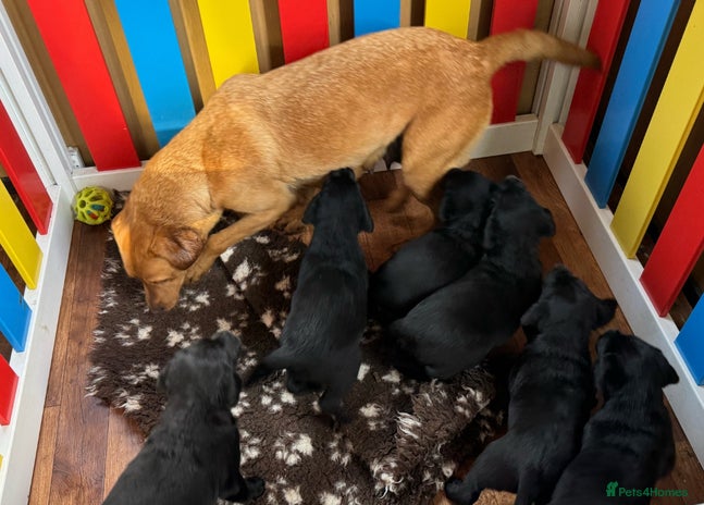 Labrador Retriever dogs - Advert 7