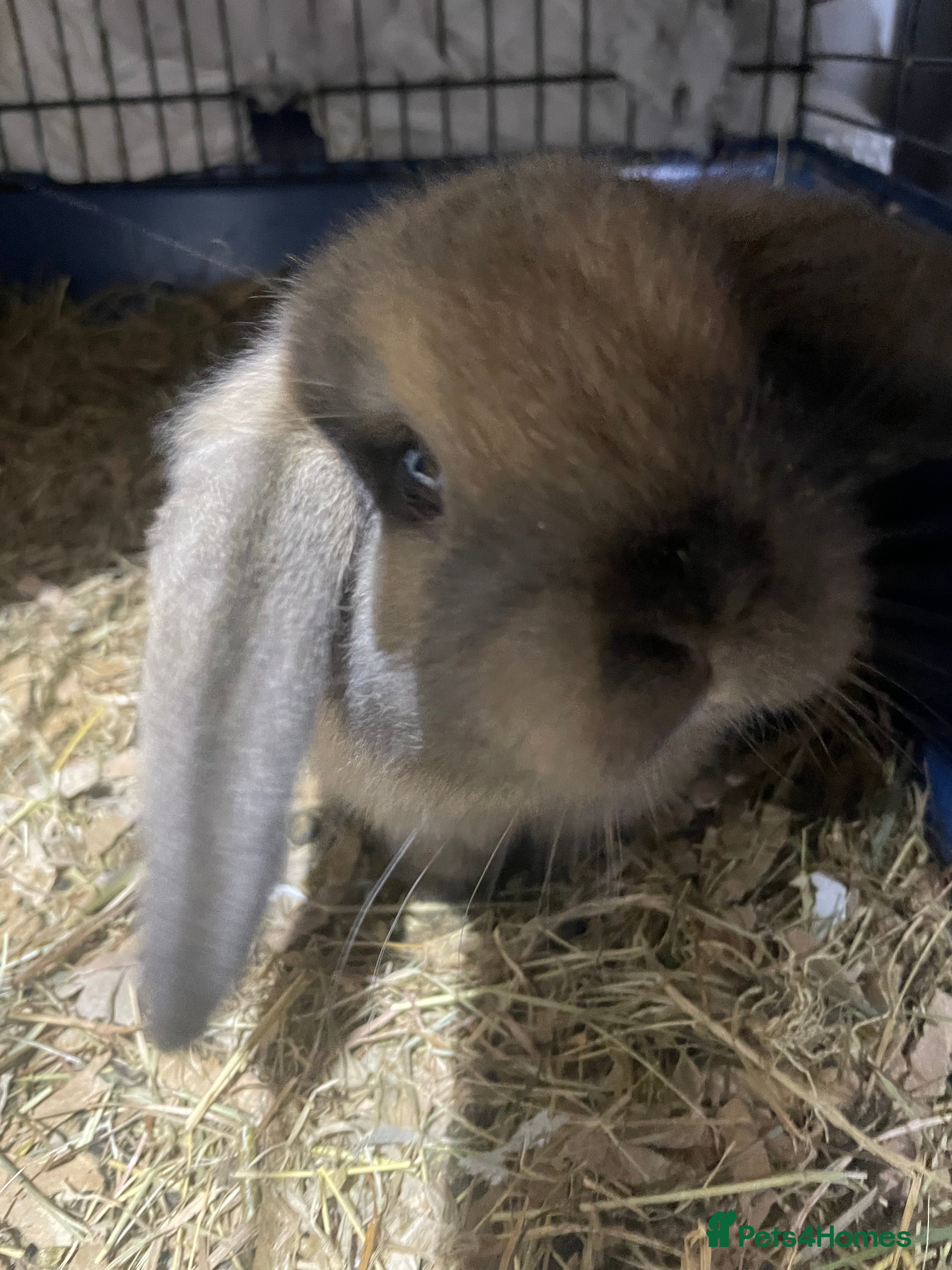 Mini Lop rabbits Pure bred mini lop baby girl - Advert 1