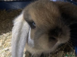 Mini Lop rabbits Pure bred mini lop baby girl - Advert 1