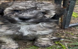 Miniature Poodle dogs for sale: Home Bred pups, extensively Health tested - Image 10