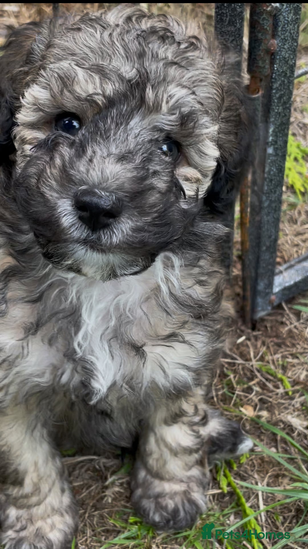 Miniature Poodle dogs for sale: Home Bred pups, extensively Health tested - Image 10