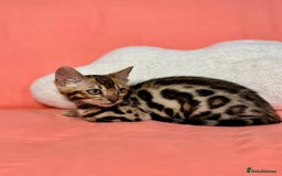 Bengal cats for sale: 🐾Purebred BENGAL Kittens🐾  - Image 15
