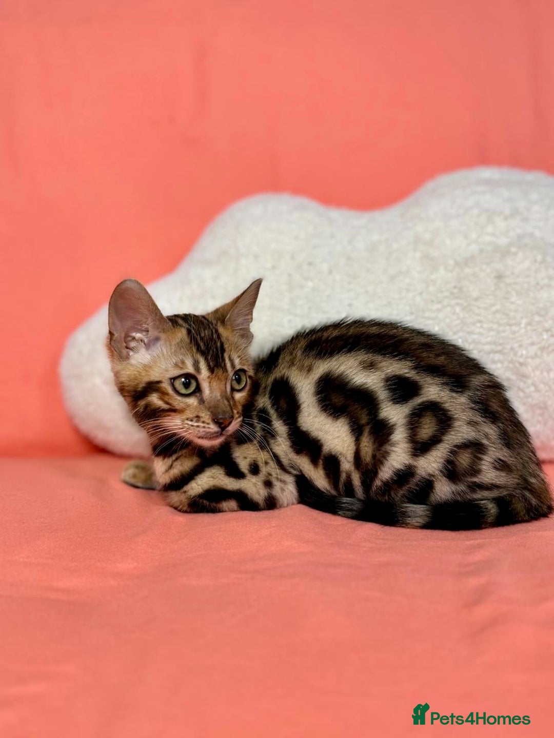 Bengal cats for sale: 🐾Purebred BENGAL Kittens🐾  - Image 15