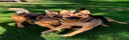 German Shepherd dogs for sale: Beautiful German Shepherd Puppies - Advert 5