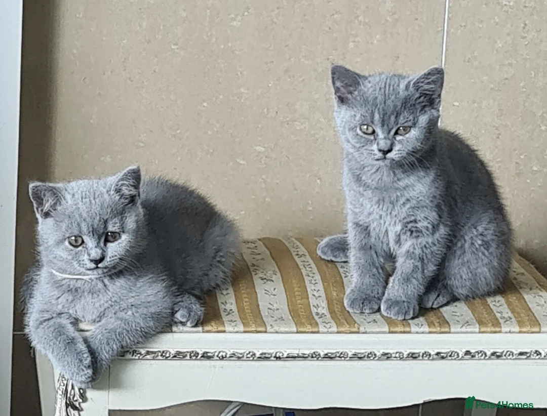British Shorthair cats for sale: 2 Boys - pureBSH Both parents pedigrees Ready now  - Advert 2