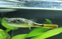 Pufferfish fish for sale: Fahaka puffer fish  - Image 1