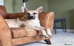 Mixed Breed dogs for adoption: COOPER - 2 Years Old, Mixed Breed Boy - Image 2