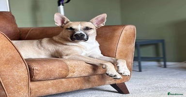 Mixed Breed dogs - Advert 3