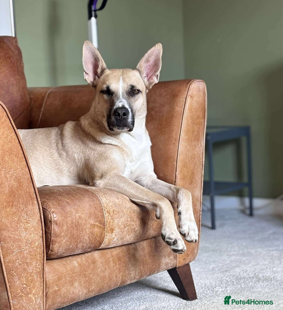 Mixed Breed dogs for adoption: COOPER - 2 Years Old, Mixed Breed Boy - Image 2