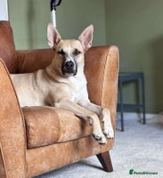 Mixed Breed dogs COOPER - 2 Years Old, Mixed Breed Boy - Advert 3