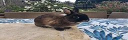 Netherland Dwarf rabbits for sale: Neutered Male Netherland Dwarf 1 year old - Wilf - Advert 4