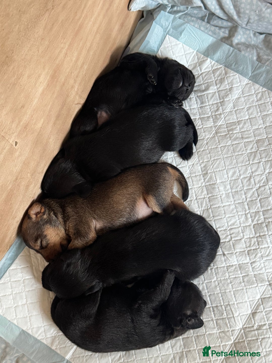 Mixed Breed dogs for sale: Patterdale X Border terrier puppies  - Image 8