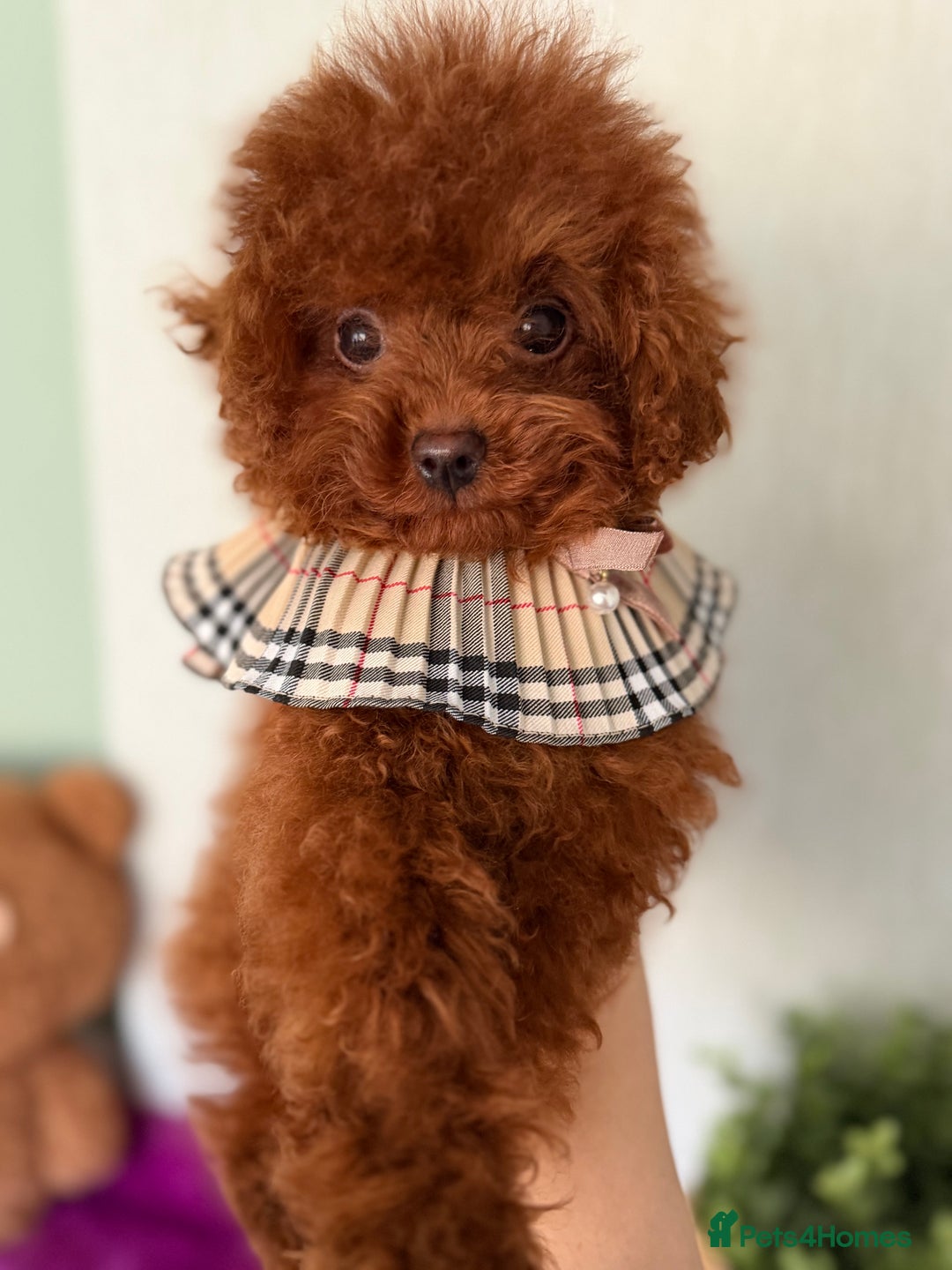 Poodle dogs for sale: Stunning Asian poodle boy for sale  - Advert 7