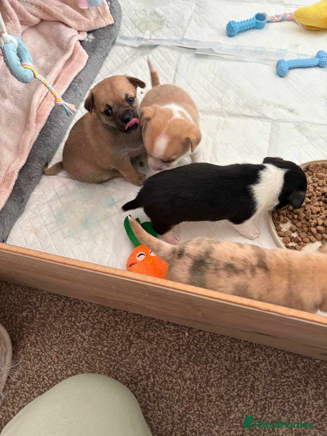 Chihuahua dogs for sale: Puppy’s  - Advert 3