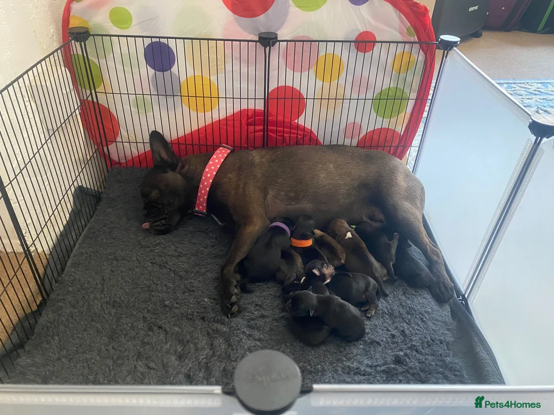 Mixed Breed dogs for sale: Frenchie Cross puppies - Advert 17