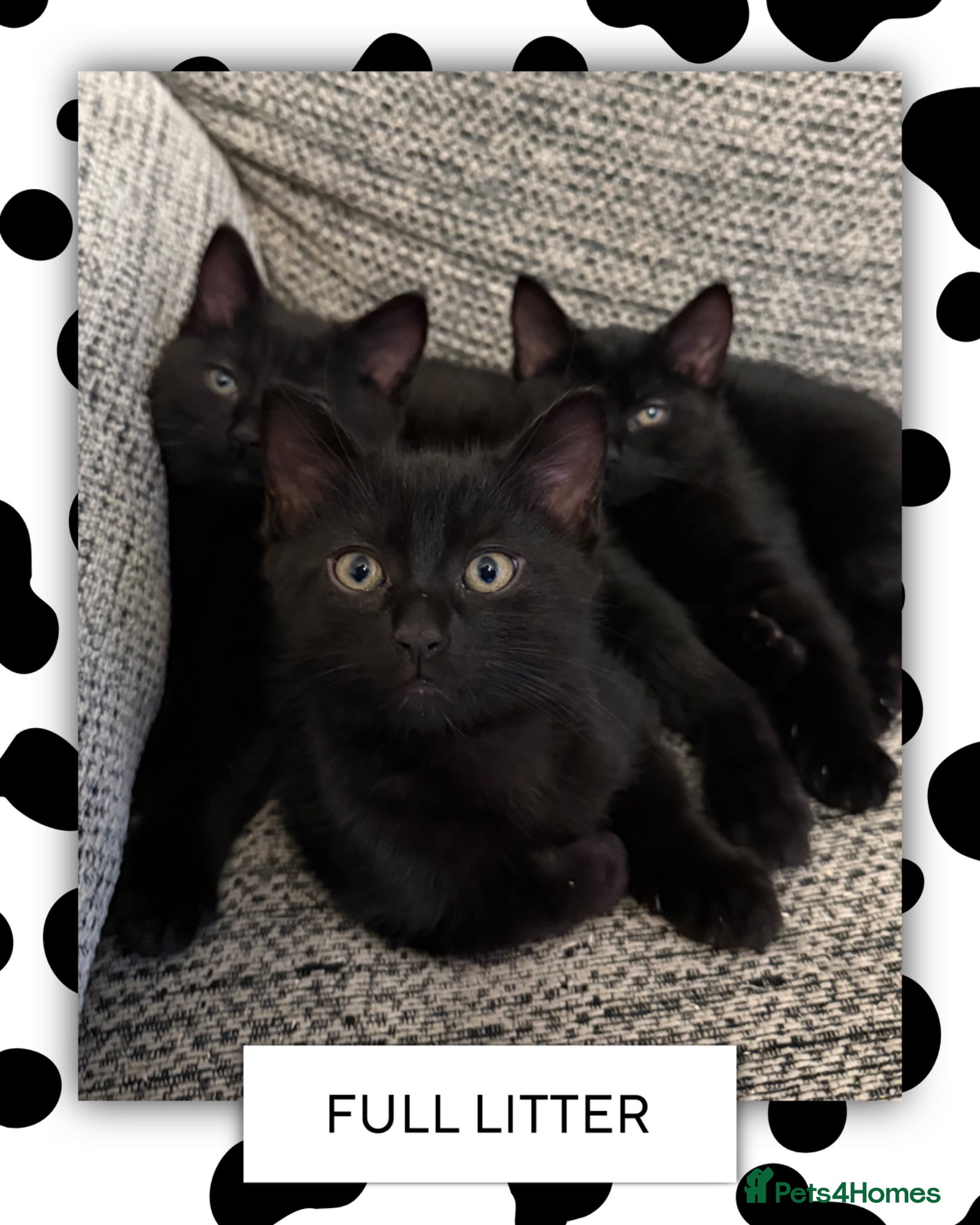 Ragdoll cats Ragdoll X Bombay kittens for sale - Advert 7