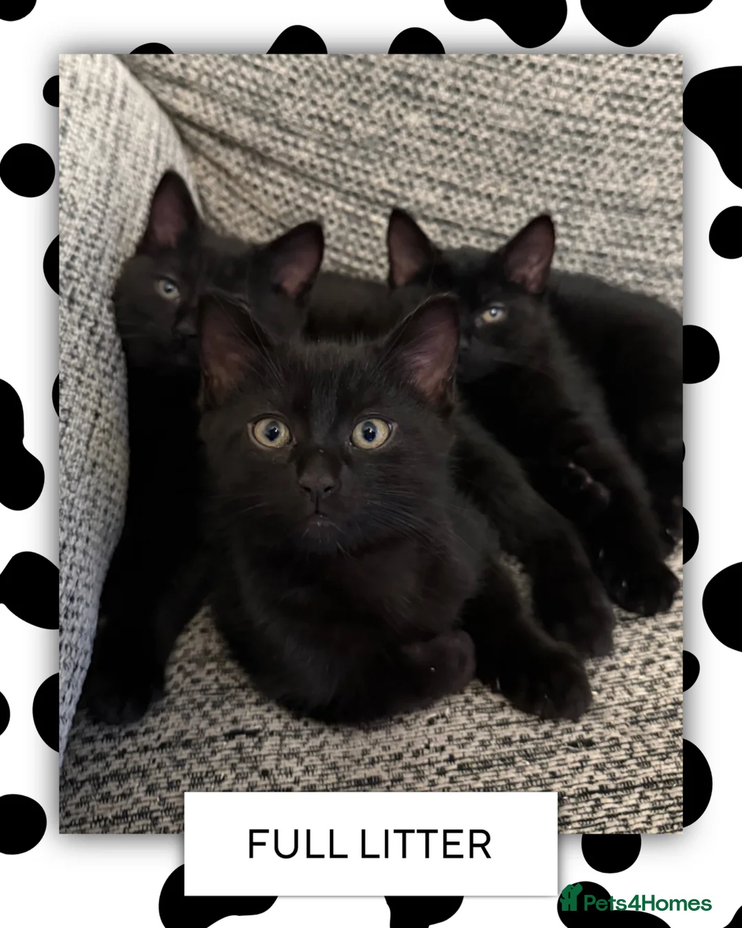 Ragdoll cats for sale: Ragdoll X Bombay kittens for sale in Durham - Advert 1