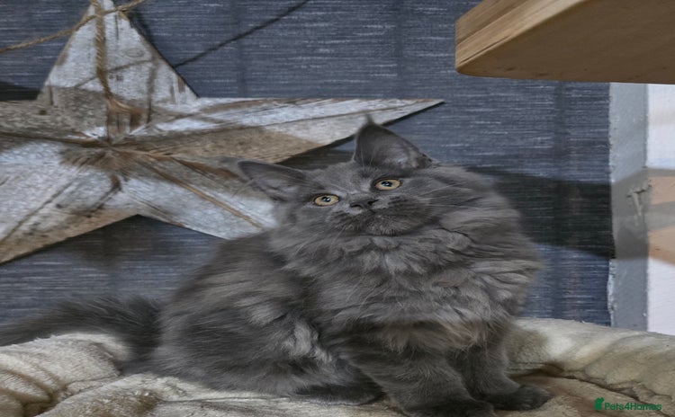 Maine Coon cats - Advert 12