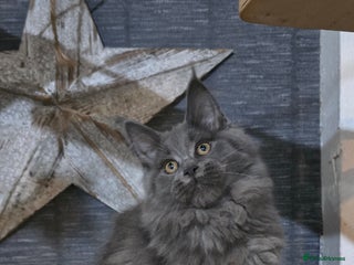 Maine Coon cats - Advert 36