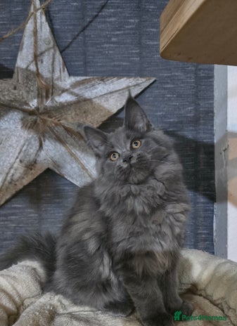 Maine Coon cats - Advert 15