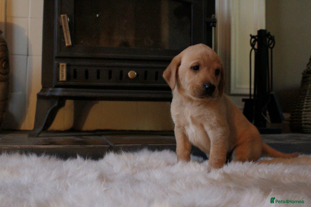 Labrador Retriever dogs for sale: Kc Registered yellow Labrador puppies - Image 13